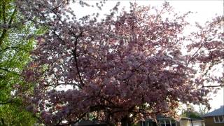 🍒☼❀╭დ╯My beautiful pink flowering crab apple trees during the golden hour╭დ╯❀☼🍒