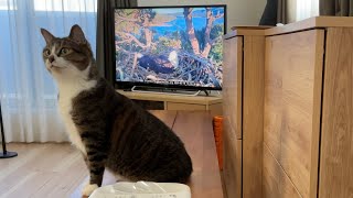 加湿器の給水口を水飲み場に変えてしまった猫 A cat who changed the humidifier's water inlet to a drinking fountain