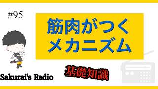 #95【仕組み】筋肉がつくメカニズム