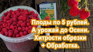 Малина завалит Урожаем. Если вы займетесь ей. Производим обрезку, обработку и подкормку Кустарника