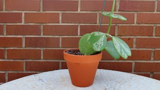 How to Repot a Hoya Kerrii