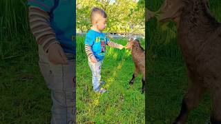 Nom Nom🐐🥰#viral #cutebaby #baby #cute #funny #goat #animals #sheep #trending #shortfeed #short #yt
