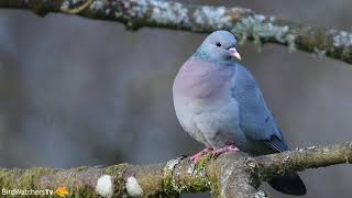 skogdue _ stock dove