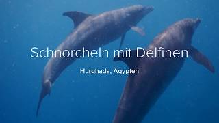 Schnorcheln mit Delfinen, Hurghada, Ägypten