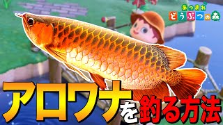 【あつ森】闇の組織のアレ！龍魚「アロワナ」を釣る方法 ～Arowana～【あつまれ どうぶつの森】