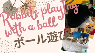 Rabbits playing with a ball/ うさぎ個性出るボール遊び