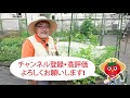 夏野菜栽培で絶対マスターしたい！メロンの栽培のお世話と対策方法について紹介！ビニールトンネル・コツをを徹底解説！【家庭菜園】【脇芽】【受粉】