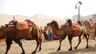 敦煌・鳴沙山 鸣沙山 敦煌のラクダ Camels in Singing Sand Dunes (Dunhuang) China