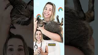 Como Resolvi a Alergia ao Meu Gato!