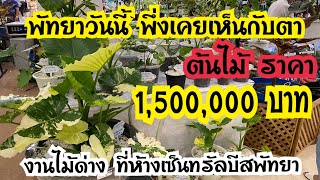 พัทยาวันนี้ พึ่งเคยเห็นกับตา ต้นไม้ราคา ล้านห้า งานไม้ด่างห้างเซ็นทรัลพัทยา