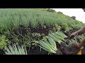 70 canteiros de cebolinha na horta eu vendo 3 reias o maÇo agricultura familiar