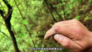 贵州大山深处独户人家，有电有WiF与世隔绝，吃原始森林小黑木耳