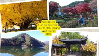 EP5:800-Year old GinkgoTree, Uirimji Reservoir, Baeron Holy Ground, Wolhwawon2024 銀杏樹、義林池水庫、拜倫聖地、月華園