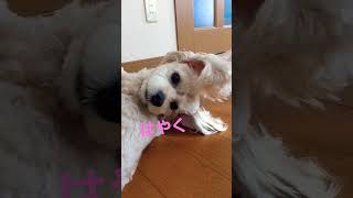 【マルプー】はやくなでて！ #マルプー成犬 #癒し #マルプーとの暮らし #shorts