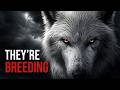 What Happens When Dire Wolves Breed With Gray Wolves