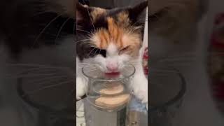 水を飲むのが下手すぎる猫 #shorts