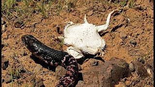 Ce lézard fait le mort pour sauver sa vie ! - ZAPPING SAUVAGE