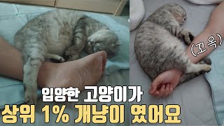 입양한 고양이가 애교냥(개냥이) 일때 벌어지는 일