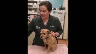 Why We Microchip Pets
