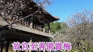 Plum blossom (Prunus mume) ~ 故宮博物院至善園賞梅 * 唯美古風 穿越時空 * 全台最風雅賞梅景點