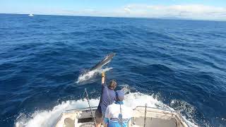 Bermagui Striped Marlin Fishing - Head Hunter Charters