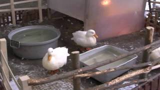 こども動物園 @北海道釧路市動物園 Children Area in Kushiro Zoo Hokkaido