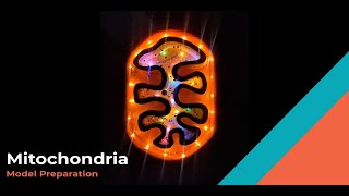 How to make Mitochondria 3D Model with thermocol | Eucaryotic Cell