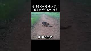 전기뱀장어인 줄 모르고 공격한 세퍼드의 최후