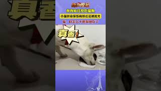 狗狗疯狂抢吃猫粮，小猫拼命保饭碗却还是被抢光，猫：你怎么不把我也吃了。