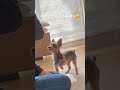 可愛い勘違い🤗 dog ヨーキー ヨークシャテリア 小型犬 癒し動画 犬