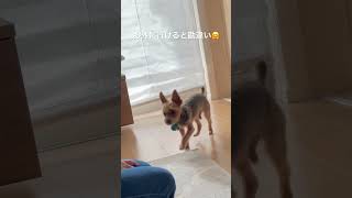 可愛い勘違い🤗 #dog #ヨーキー #ヨークシャテリア #小型犬 #癒し動画 #犬