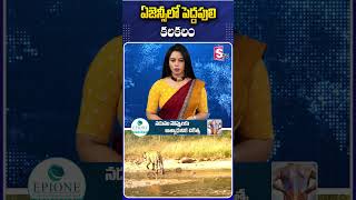 ఏజెన్సీలో పెద్దపులి కలకలం..  #Agency #Tiger #forest #Police #Public #ForestOfficer #CCTVFotage