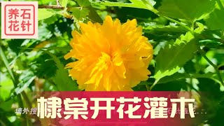 棣棠花 Japanese kerria - 春天的黄花灌木（更正：视频后半段口误说成“棠棣”，是另一种花）