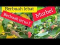 Agar Murbei Berbuah Super Lebat, Rahasia Membuahkan Mulberry