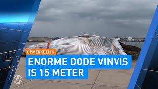 Enorme dode vinvis aangetroffen in de haven van Terneuzen