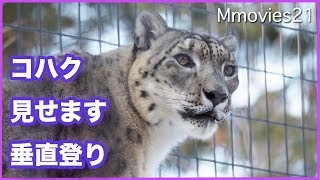 ユキヒョウ交替時間　コハクの丸太垂直登り　Snow Leopard climbs a log