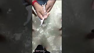 AMAZING HAND FISHING CATCHING SEA BEACH IN BAKKHALI //FISH NAME ????? // BIG SEA BEACH