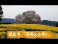 佐賀県🌸桜いま満開🌸怒涛の「さくら45shot 」