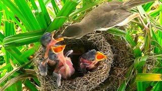 Both bar-winged prinia chicks eat crickets fed by their mothers