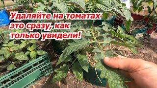 Уберите с куста томата всё 