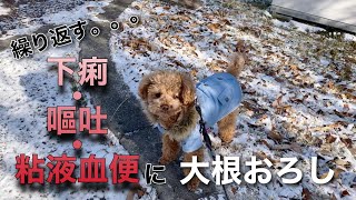 【犬の下痢】効いた！！ほんと？大根おろしで治ったの？！消化酵素の凄い力。