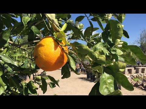 Great pruning tips for your citrus tree Great pruning tips for your citrus tree