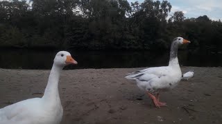 Exploring Heaton Park, Manchester