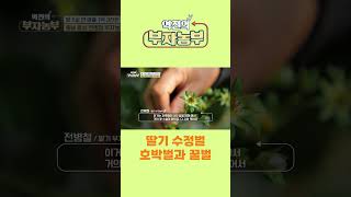 [역전의부자농부 284회] 딸기 수정벌 호박벌 꿀벌