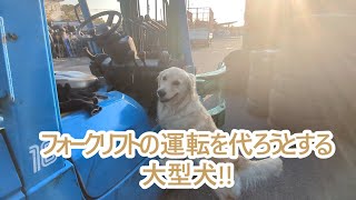 パパ手伝うね！フォークリフトを運転しようとする大型犬。ゴールデンレトリバーティト。