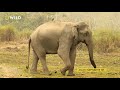 understanding the gentle giants worldelephantday nat geo wild