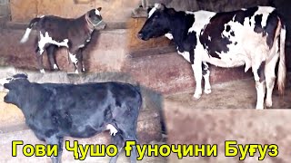 Гови Гусоладор Ғуноҷини Буғузи Наздик Фуруши бо доставкаш 15 ноября 2024 г.