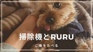 【ヨーキー】掃除機とごはん　犬あるある？