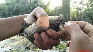 SANGAT SADIS.....makan nya ikan bulan bulan ini gak di kasih ampun pokoknya...!!!!!!