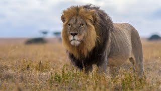 Lion Sound - Lion Snarling